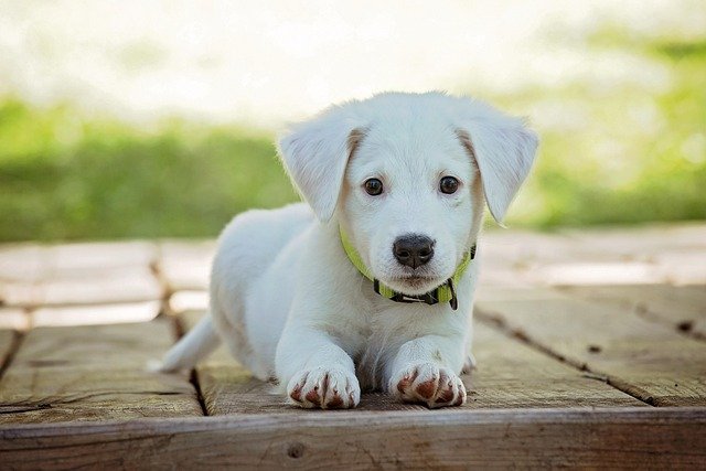 The Unspoken Bond: How Dogs Truly Feel About Their Owners