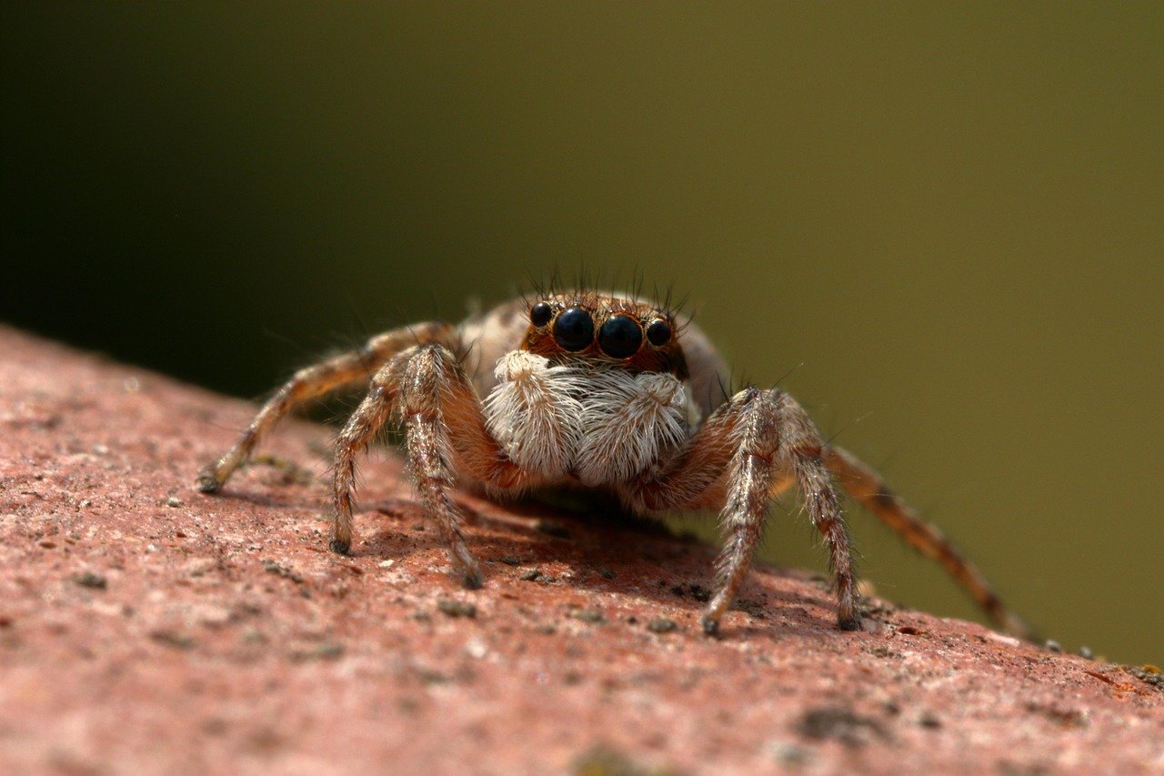 Insects on Earth: The Tiny Creatures That Rule the World