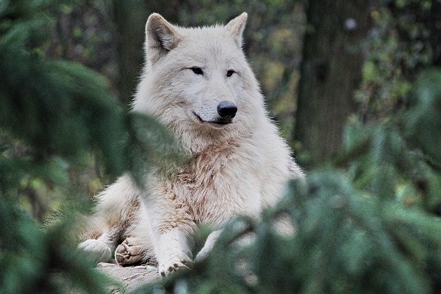 The Lifestyle of the Wolf: Nature’s Loyal Hunter